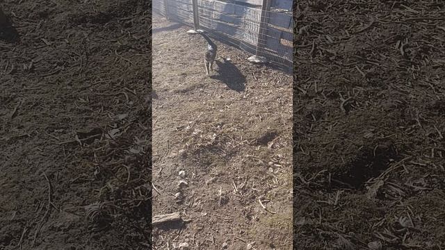 Выпустил гусей 🪿 на прогулку и вместе с кошечкой Лапой и волкодавом Евой 🐈 ограбил гнездо 🪺