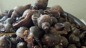 #Сахалинский трубач,очень вкусный моллюск.