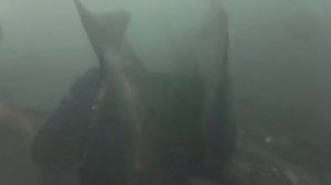 Караси клюют как из пулемета. Подводные поклевки карасей. Рыбалка на карася.