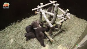 МЕДВЕЖЬЯ ИГРОВАЯ