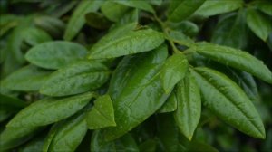 Золотая печать 2 апреля. Ритуал на богатство, который скрывали.