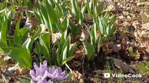 Апрель на даче. Первые цветы.