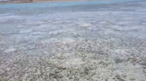 Дикая пустынная природа побережья Красного моря в Марса-Аламе, Египет 31.03. Мир Универсологии