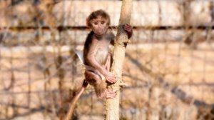 Николь НАС УДИВИЛА! Она ВПЕРВЫЕ ЗАЛЕЗЛА НА ДЕРЕВО, а потом еще и спокойно спустилась❤️