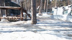 Белые медведицы Белка и Стрелка в ожидании купального сезона 31.03.2026