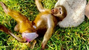 Анфиса и Николь ТАК ВЕСЕЛО РЕЗВЯТСЯ на зеленой травке и ЖДУТ КОЕ-КОГО В ГОСТИ😄