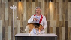 Как правильно делать подкожную капельницу кошке и собаке? Подкожная капельница кошке и собаке. 18+