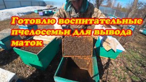 ГОТОВЛЮ СИЛЬНЫЕ ВОСПИТАТЕЛЬНЫЕ ПЧЕЛОСЕМЬИ ПО ВЫВОДУ МАТОК, ПОКАЗЫВАЮ ПО РАМОЧНО