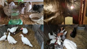 Пропойка от кокцидиоза. Собираю яйцо. Мешанка. Мою вольер