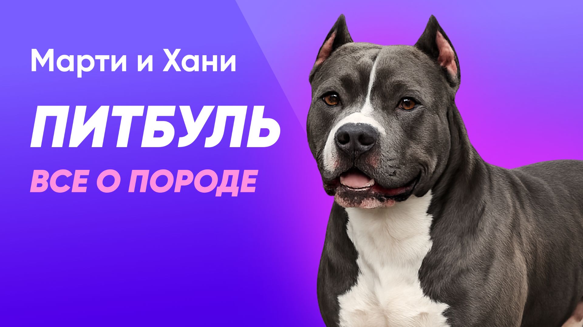 ВСЕ О ПОРОДЕ ПИТБУЛЬ / ЧТО СТОИТ ЗНАТЬ ПРИ ВЫБОРЕ / СЕКРЕТЫ ХАРАКТЕРА И УХОДА