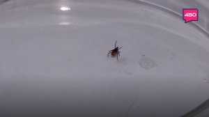 Меры защиты от клещей. Комментарий Роспотребнадзора