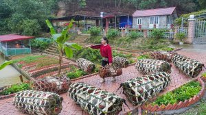 Плету бамбуковые клетки для кур. Несу кур в клетках на рынок продавать. Серия 73. Ли Фук Ви