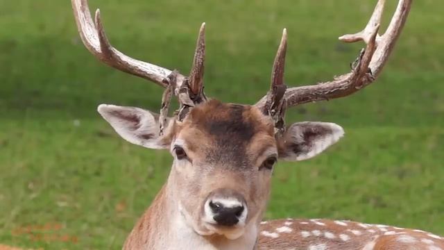 Учим лесные животные лучшие мультики для детей для малышейдля детей