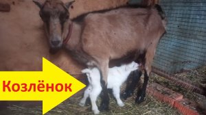 Самое вкусное молоко на свете