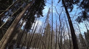 В лес 2 апр 2026, открыли новый сезон, привал. Пермь.