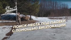 Биолокация подсказала место для пасеки