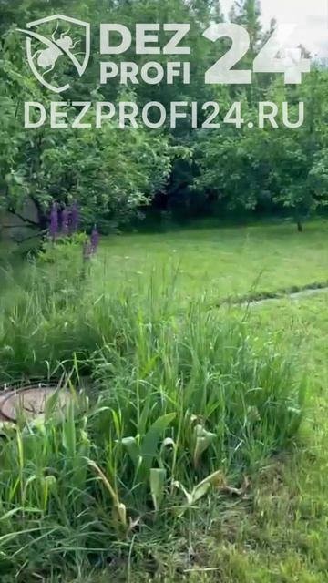 Уничтожение слизней