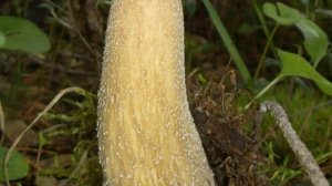 Ангарская сторонка