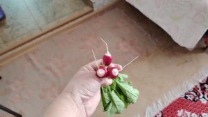 Первый урожай редиски 2026, 2 апреля.