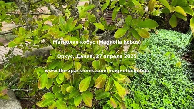 Магнолия кобус (Magnolia Kobus), Орхус, Дания