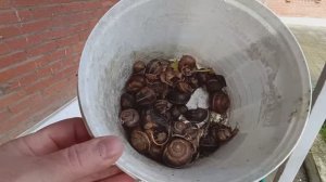 Протекла крыша 💧💧💧Тестирую микрофон 🙄 Первый *урожай* Дожди не дают полоть