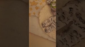 потерянная игрушка