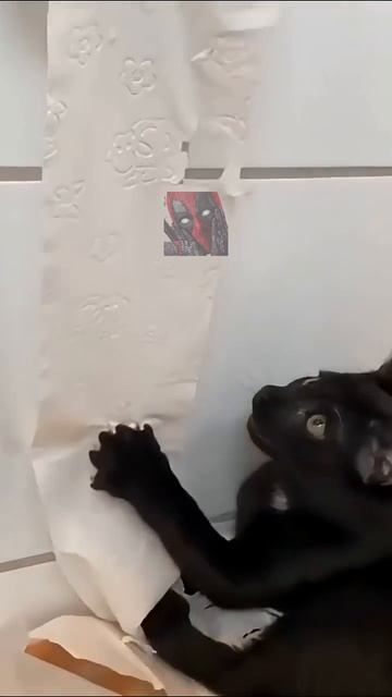 Мне бы крылья что бы укрыть тебя 😼🫶😎