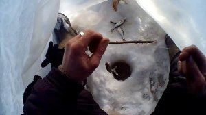 зимняя рыбалка 2021, ловля плотвы, рыбалка на мормышку, насадка репей