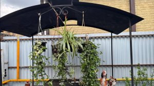 Садовые дела продолжаются - дел много, рук мало.)