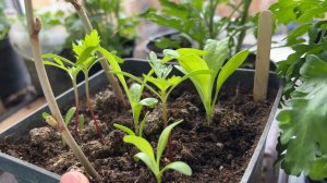 Как мы черенкуем наши растения в Крыму