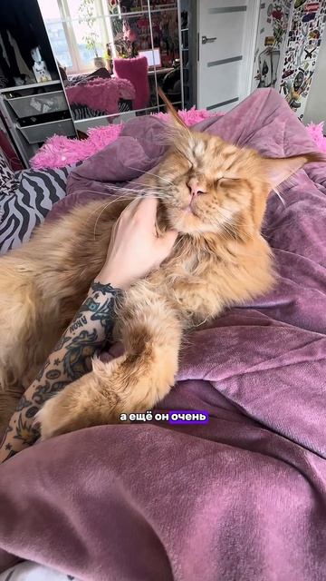 Завели бы такого?❤️😂