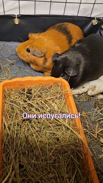 Свинки Стрелка и Чатти испугались писка малыша морской свинки из интернета!