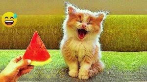 СМЕШНЫЕ КОТЫ | ЛУЧШИЕ ПРИКОЛЫ С КОТАМИ, КОШКИ, ЖИВОТНЫЕ, СМЕШНОЕ ВИДЕО