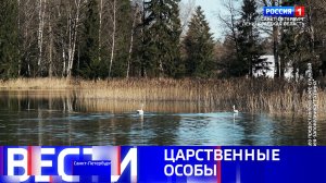 Вести Санкт-Петербург. Выпуск 21.30 от 02.04.2026