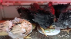 02-04-2026. Неизвестная птица 🐦🙄