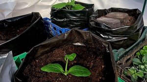 МОБИЛЬНЫЕ ГРЯДКИ это УРОЖАЙ КАБАЧКОВ УЖЕ В МАЕ!!