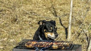 Твой нос, что мокрым холодом будил(их не стало, но печаль гложет душу)