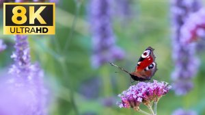 ВОСХИТИТЕЛЬНЫЕ ЦВЕТА В 8К КАЧЕСТВЕ