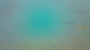 VID_20260205094259.mp4