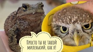 Пёс Кубик охотник. Жаба Наська проснулась! Сыч ХЗ попал под руку и засовермился. Следим за фазанами