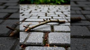 Фантомная жизнь