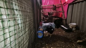 2.04.26г. Начинаем продажу инкубационного яйца.