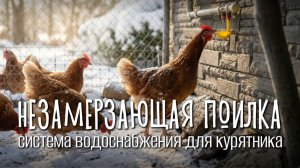 Зимняя поилка без подогрева! Система, которая работает при -30°C 🐓🛠️