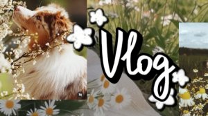 ♡~ Vlog~♡ ..Видео болтушка...