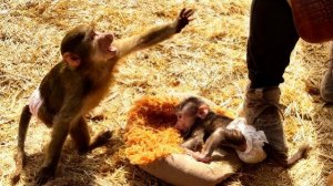 ШОК! Анфиса кинулась и УКУСИЛА МАМУ, она НИКОГО НЕ ХОЧЕТ ПОДПУСКАТЬ к Николь!