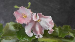 Фиалка  / ФАНТА /