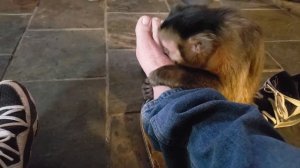 Обезьянка Томми каждый день снимает с меня ботинки и носки и трет мне ноги | ASMR #asmr #monkeys