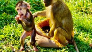 Маня с Анфисой НИКАК НЕ МОГУТ ПОДЕЛИТЬ Николь, но ей все равно такое общение ИДЕТ НА ПОЛЬЗУ❤️