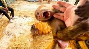 Анфиса решила, что она ГЛАВНЫЙ ВОСПИТАТЕЛЬ для Николь и заодно ДЛЯ МЕНЯ😂