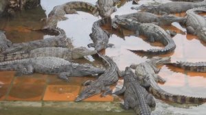 Кормим крокодилов